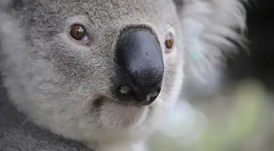 Dutch AI is coming for the Billboard charts